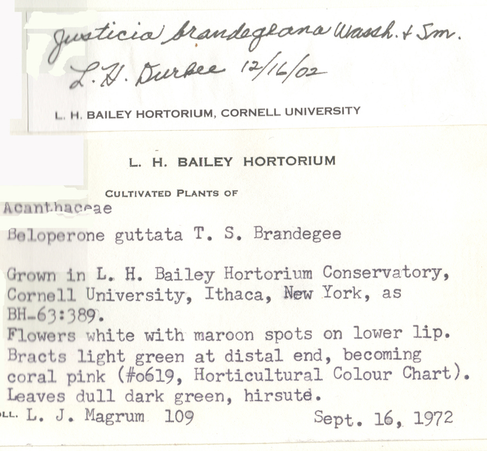 Acanthaceae Justicia brandegeana
