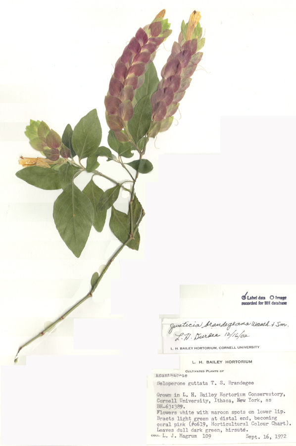 Acanthaceae Justicia brandegeana