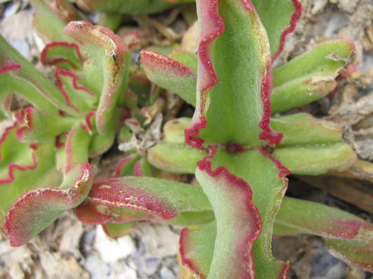 Aizoaceae Mesembryanthemum 