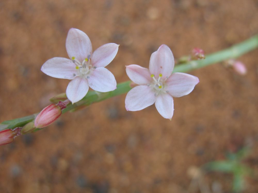 Polygonaceae  
