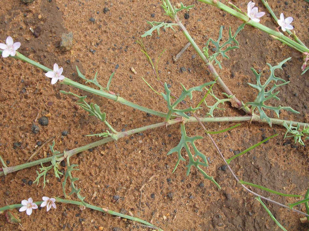 Polygonaceae  