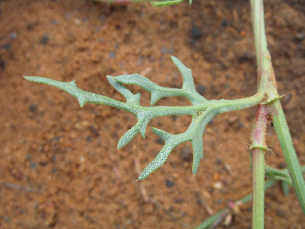 Polygonaceae  