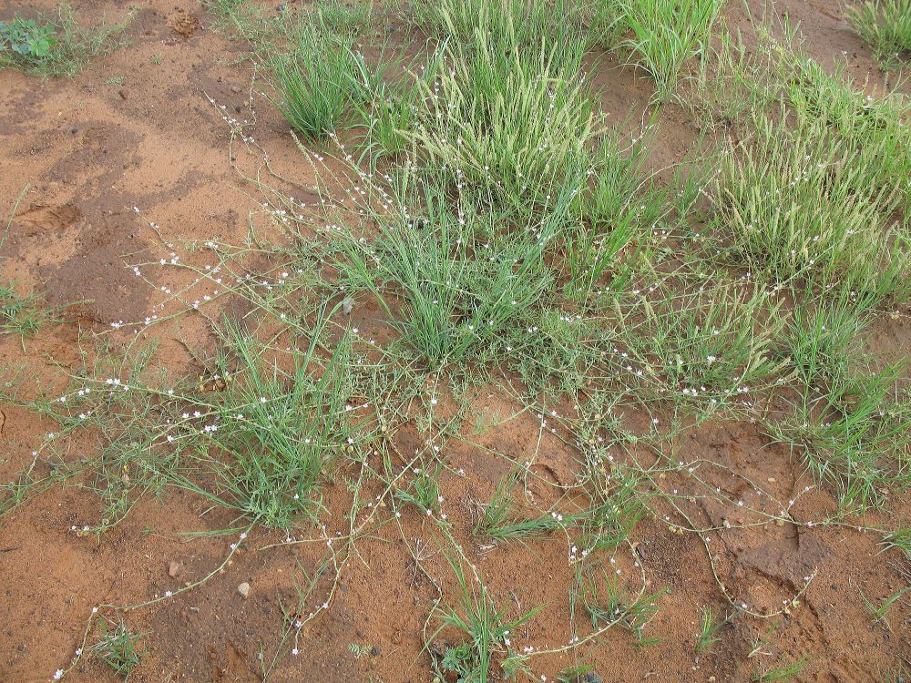 Polygonaceae  