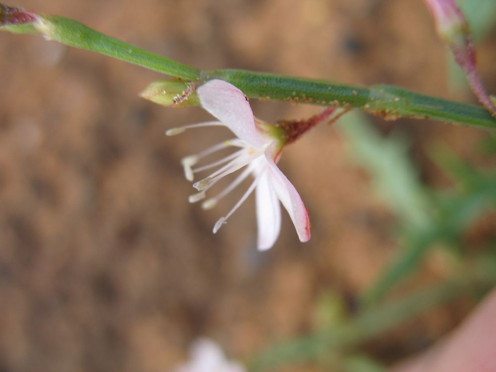 Polygonaceae  