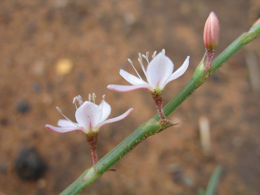 Polygonaceae  