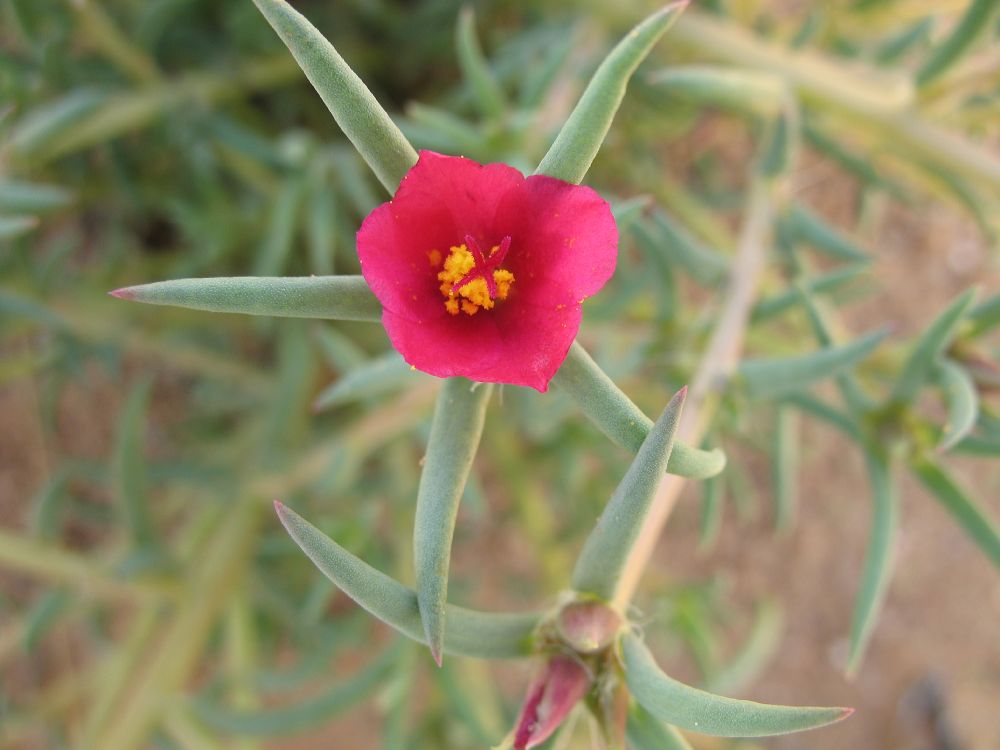 Portulacaceae Portulaca pilosa