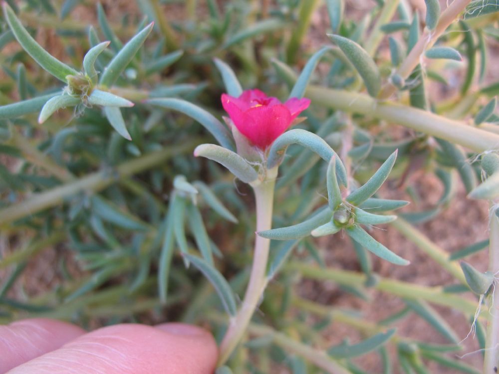 Portulacaceae Portulaca pilosa