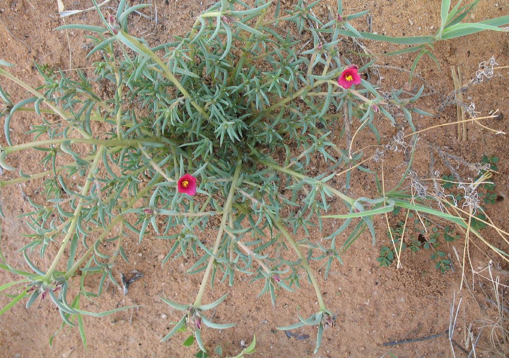 Portulacaceae Portulaca pilosa