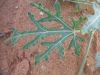 image of Cucumis 