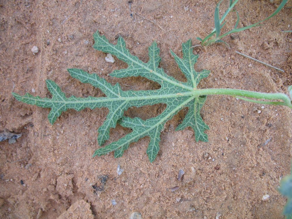 Cucurbitaceae Cucumis 