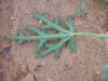 image of Cucumis 