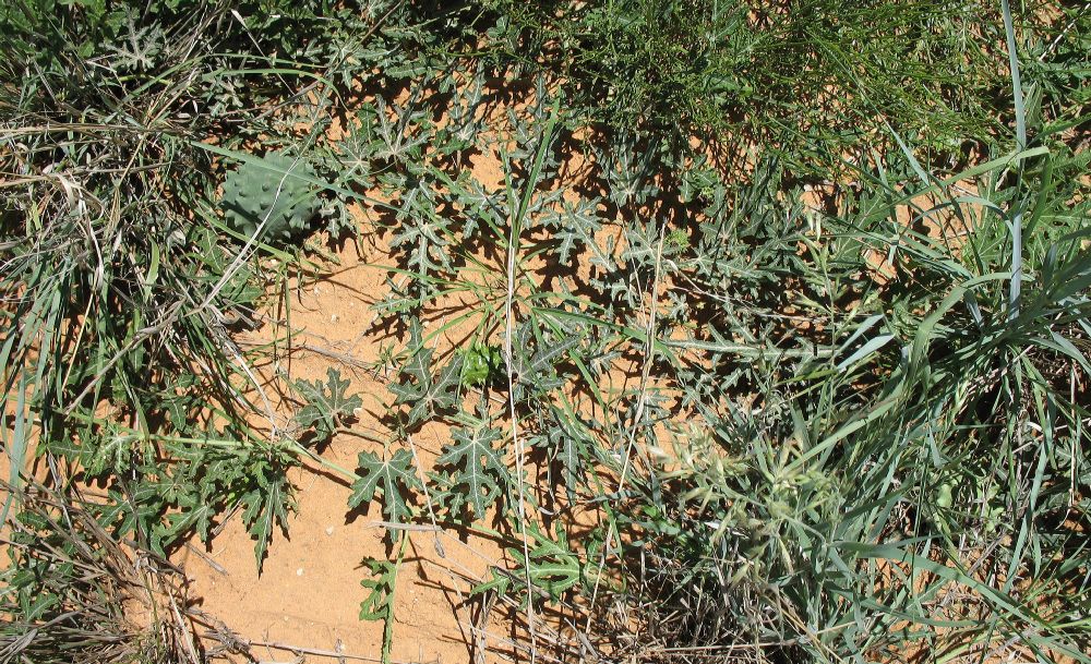 Cucurbitaceae Cucumis 