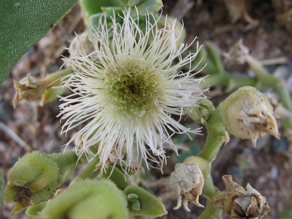 Aizoaceae Mesembryanthemum 