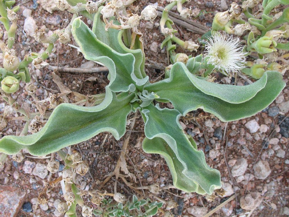 Aizoaceae Mesembryanthemum 