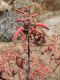image of Aloe striata