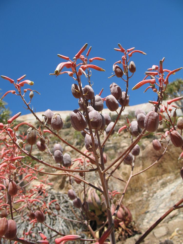Asphodelaceae Aloe striata