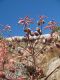 image of Aloe striata