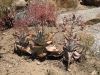image of Aloe striata