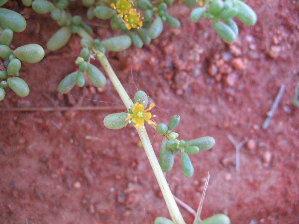 Crassulaceae  
