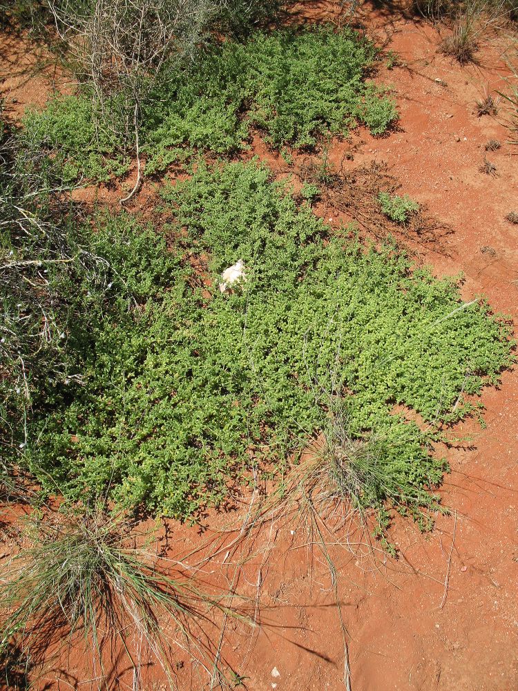 Crassulaceae  