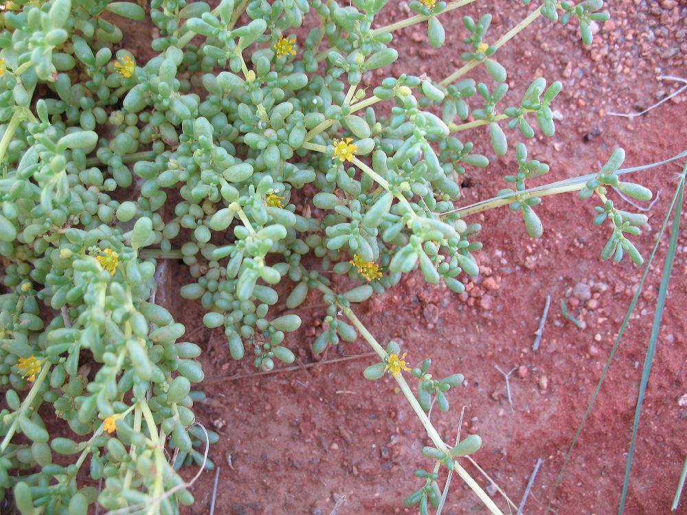 Crassulaceae  