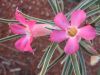 image of Adenium 