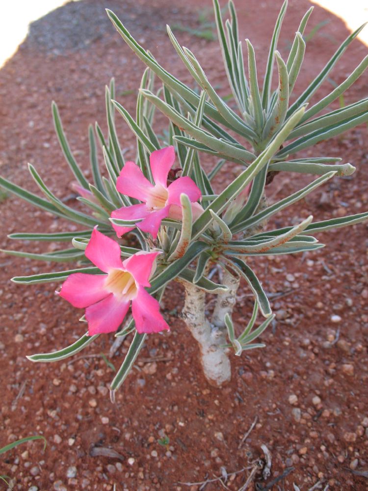 Apocynaceae Adenium 