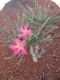 image of Adenium 
