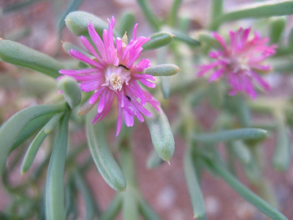 Aizoaceae  
