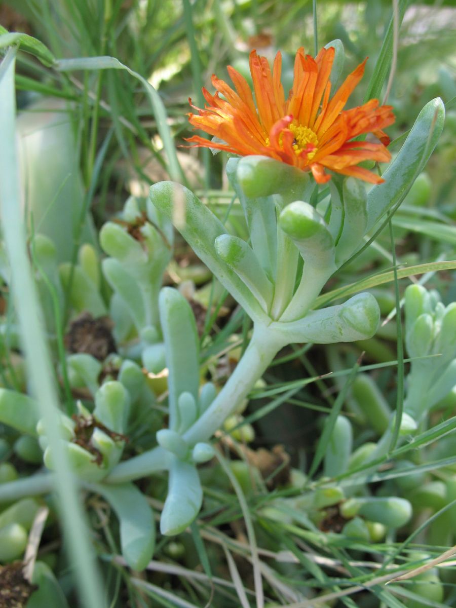 Aizoaceae  