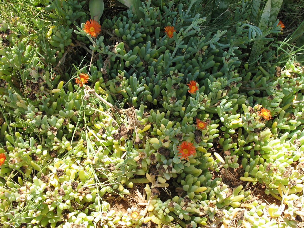Aizoaceae  