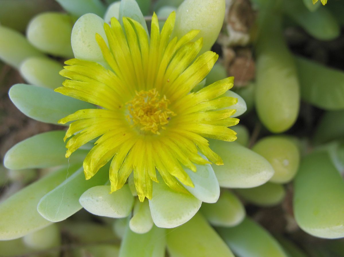 Aizoaceae  