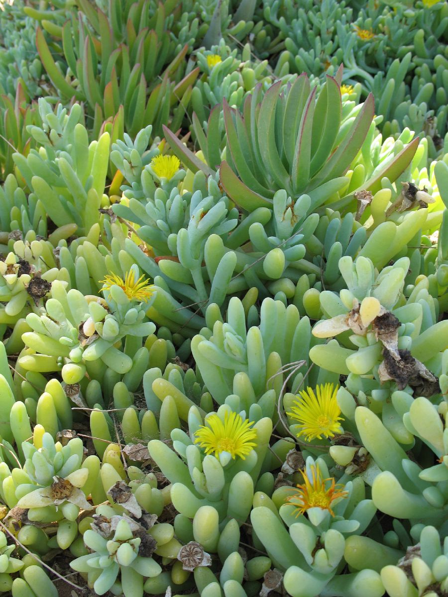 Aizoaceae  
