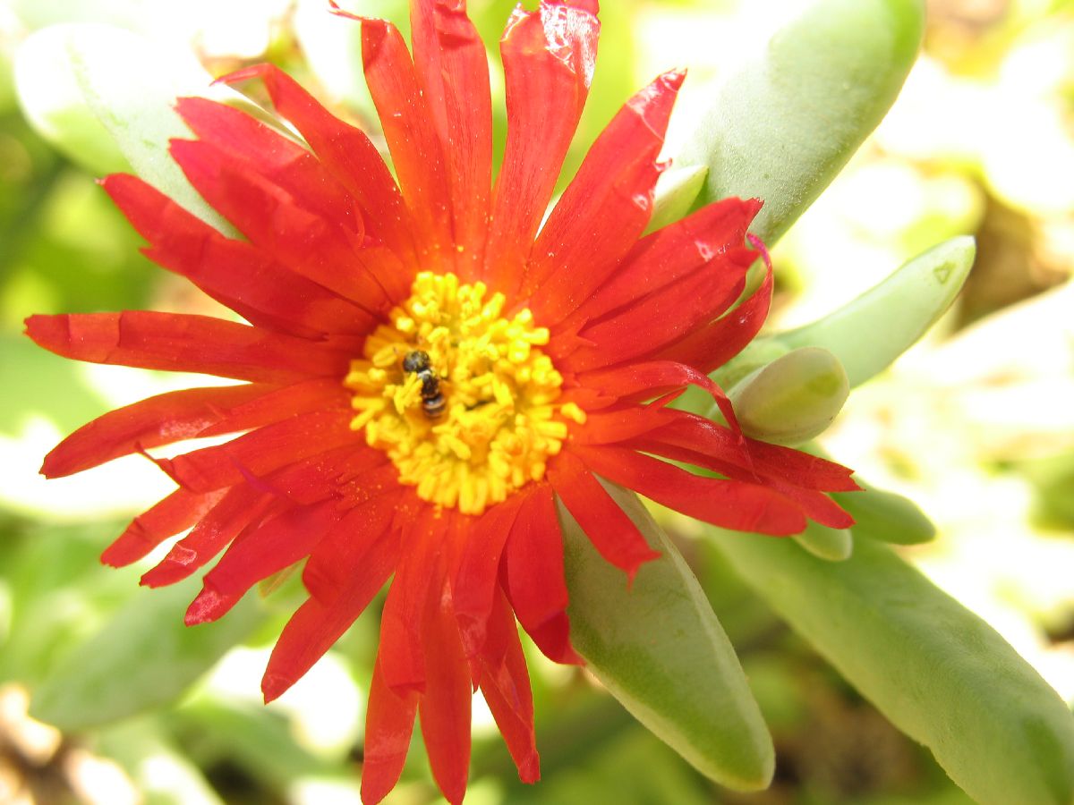 Aizoaceae  