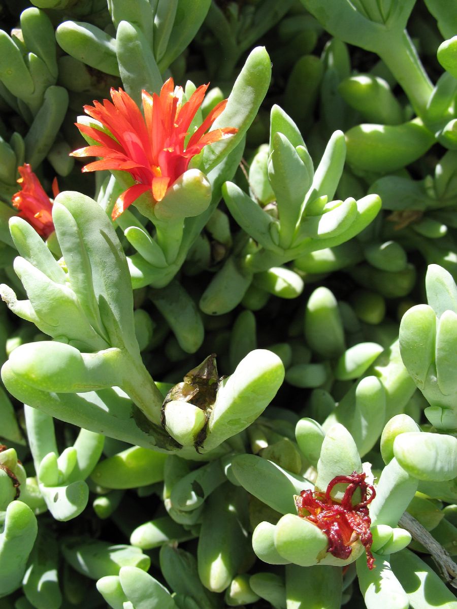 Aizoaceae  