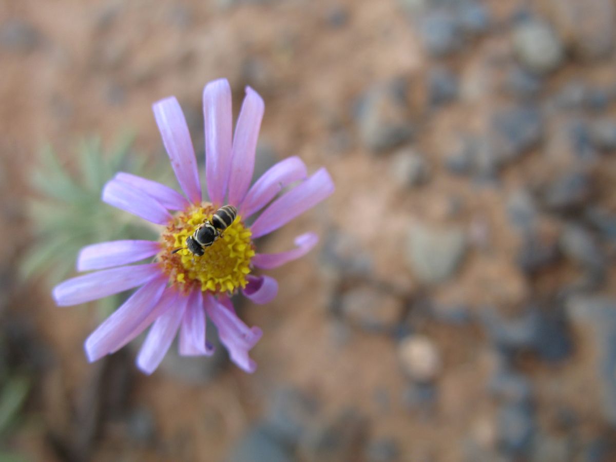 Asteraceae  