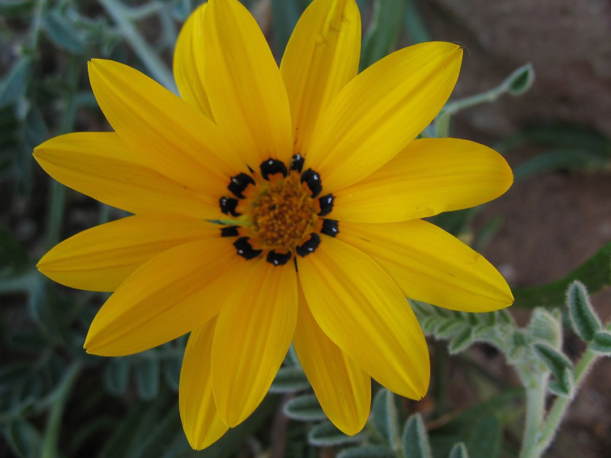 Asteraceae Gazania 