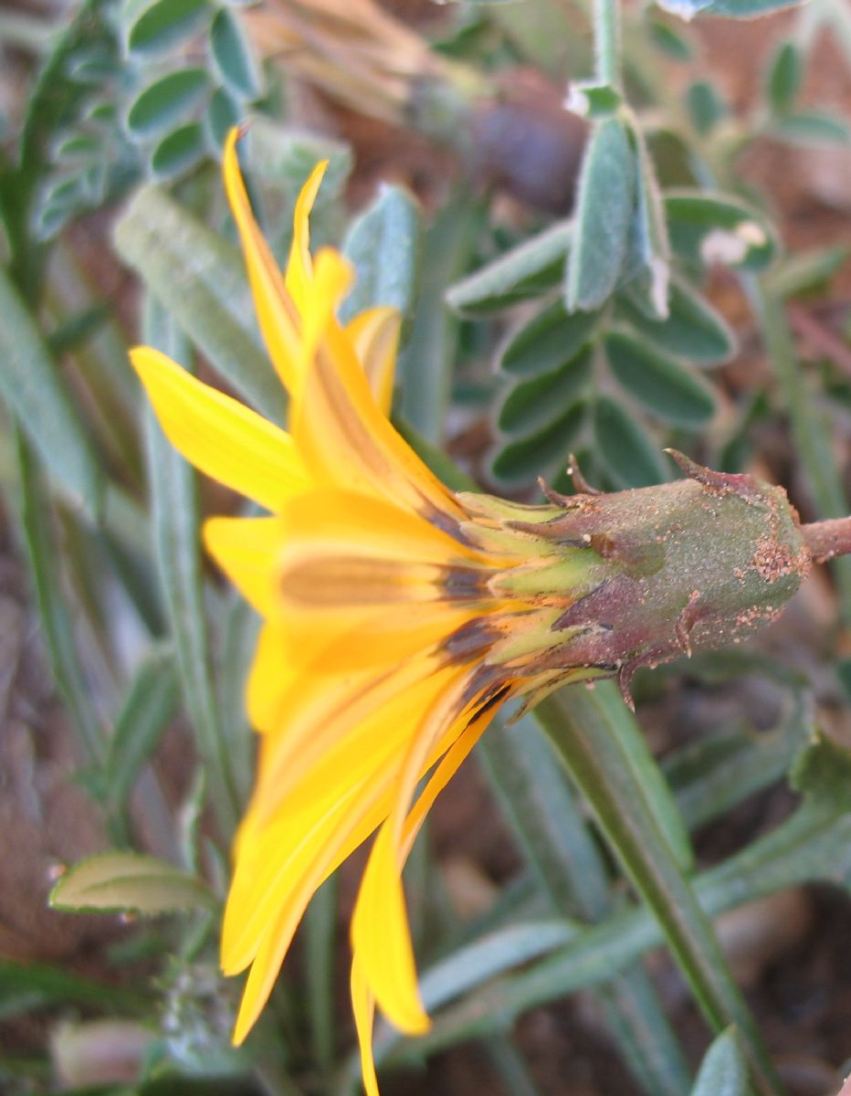 Asteraceae Gazania 