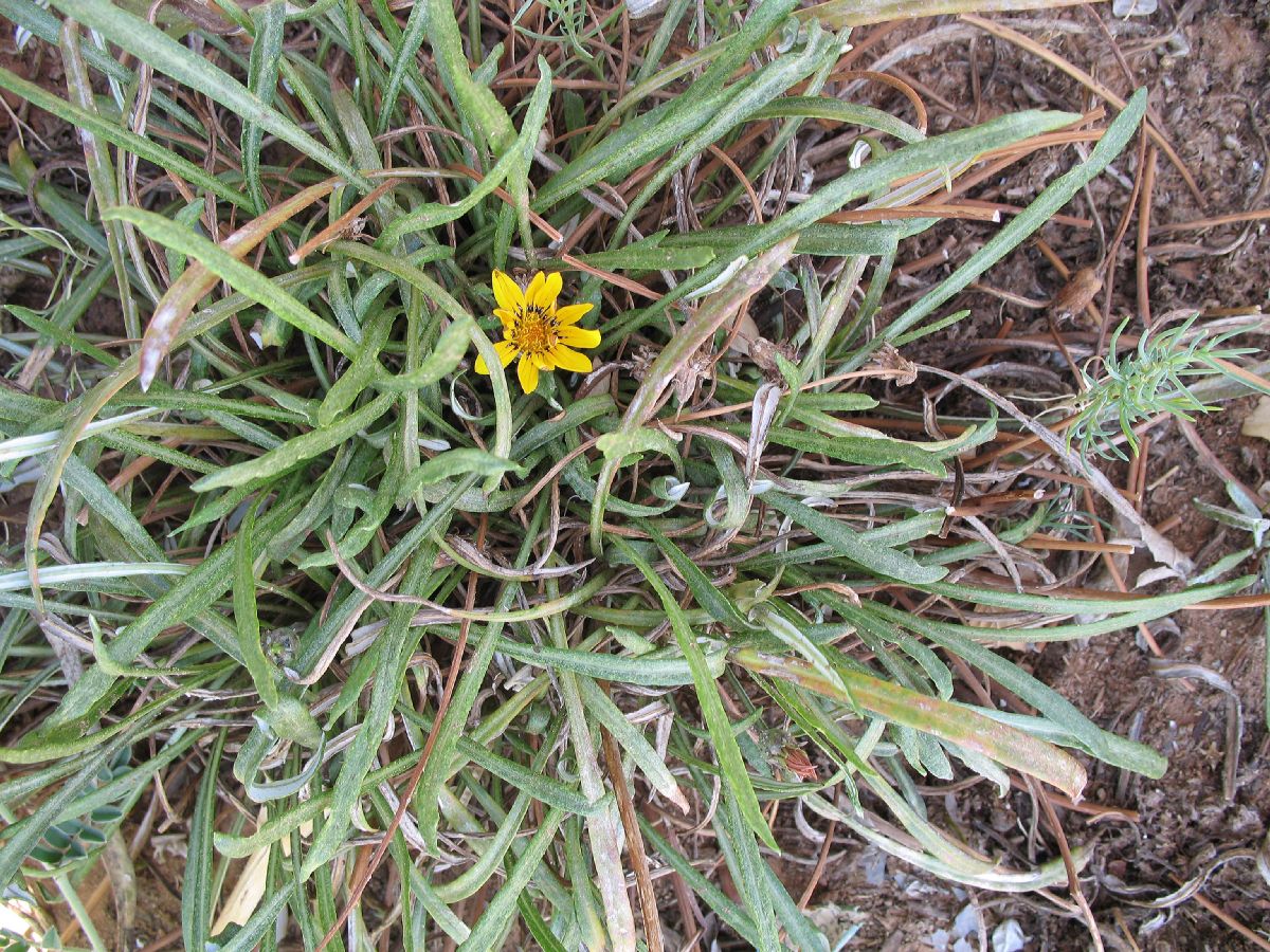 Asteraceae Gazania 