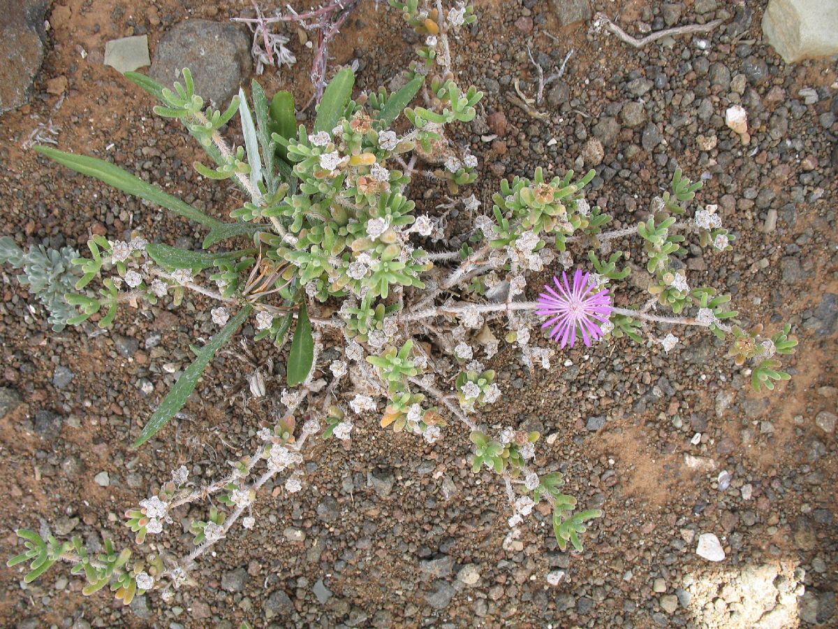 Aizoaceae  