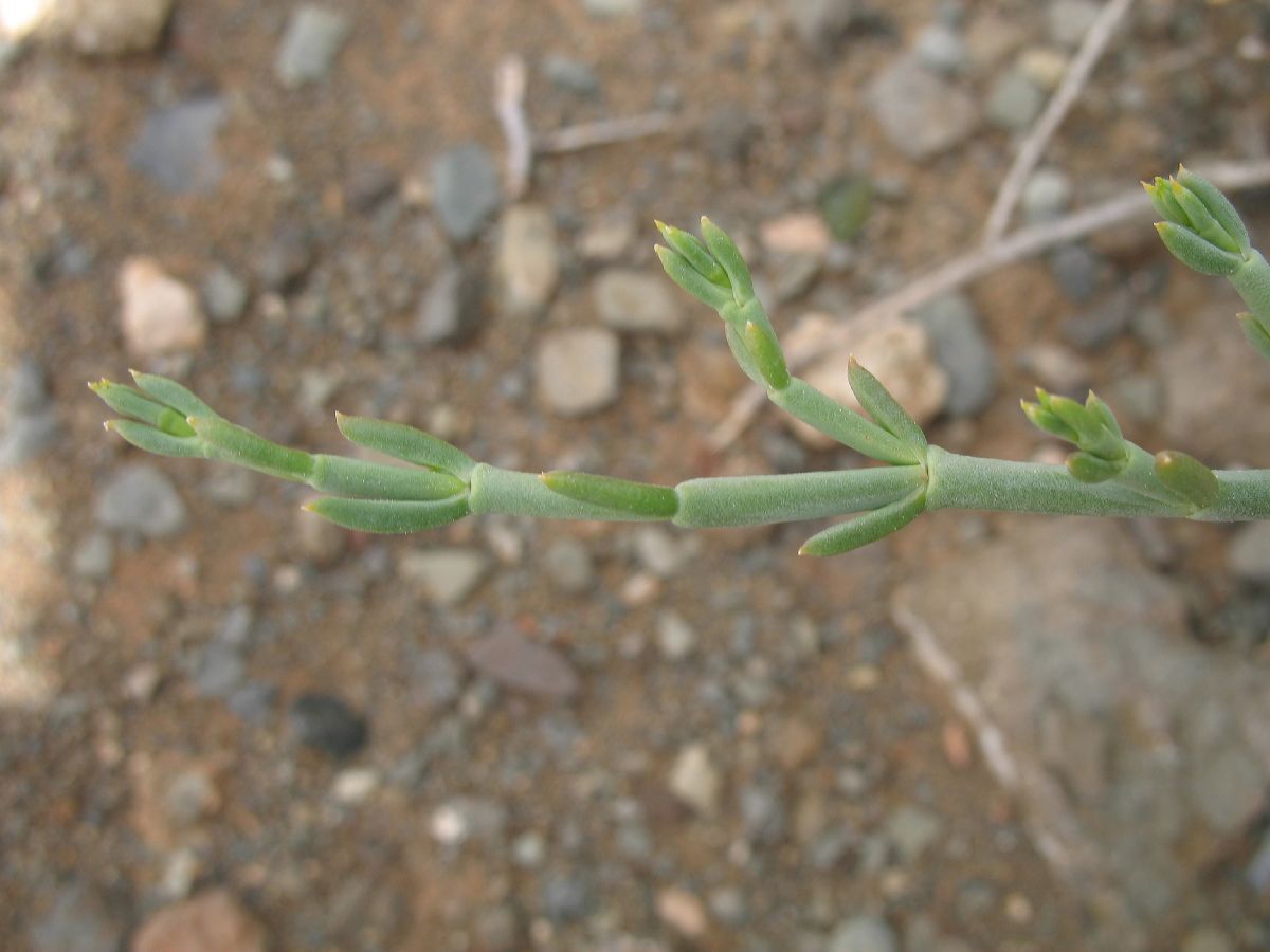 Aizoaceae  