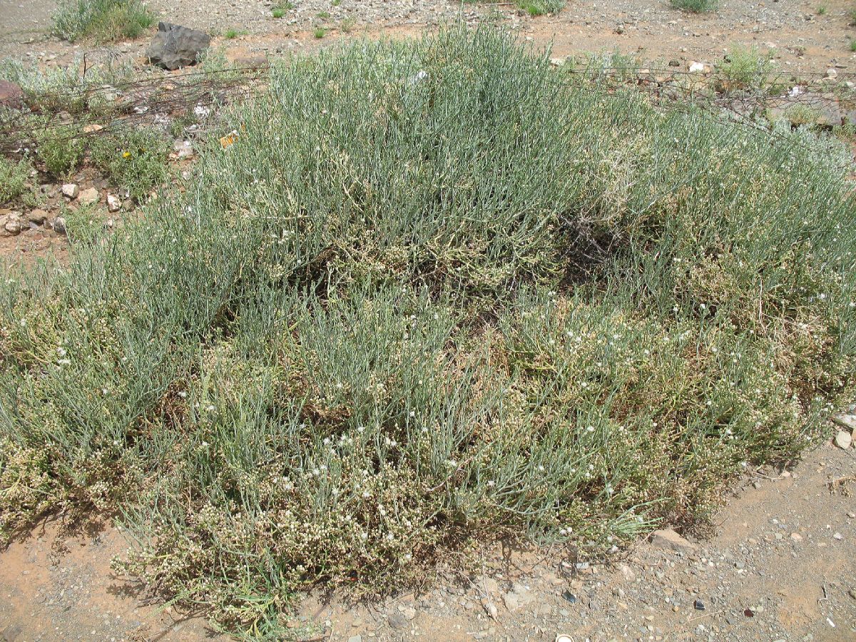 Aizoaceae  