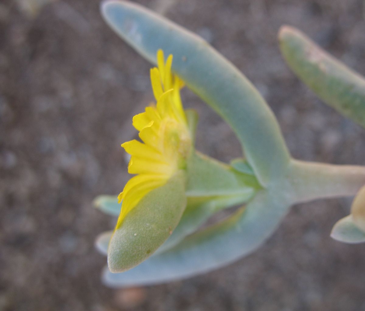 Aizoaceae  