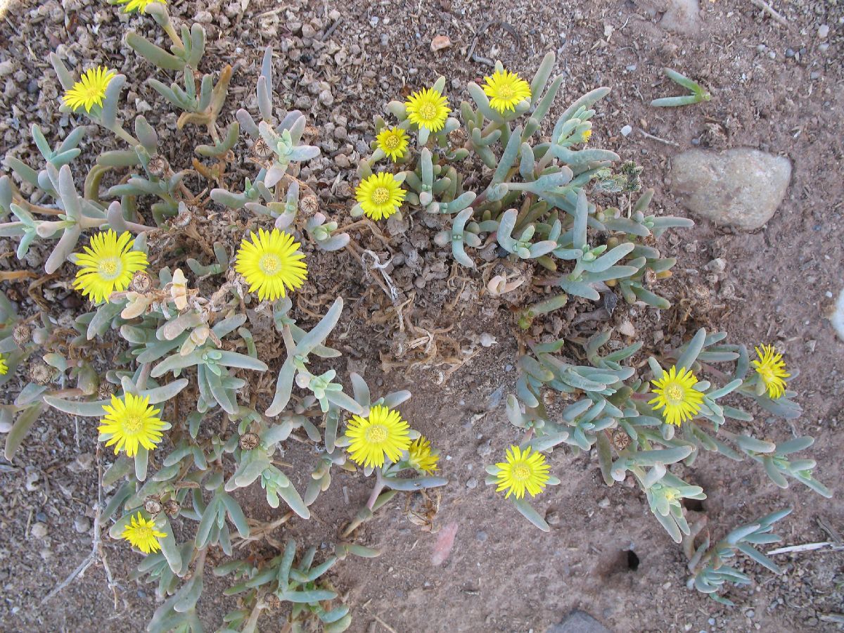 Aizoaceae Hereroa 