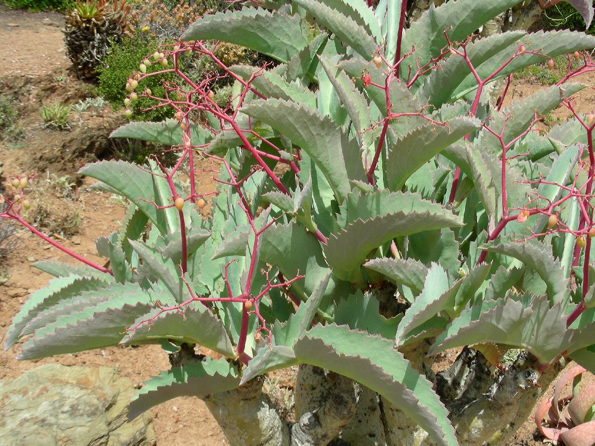 Vitaceae Cyphostemma juttae