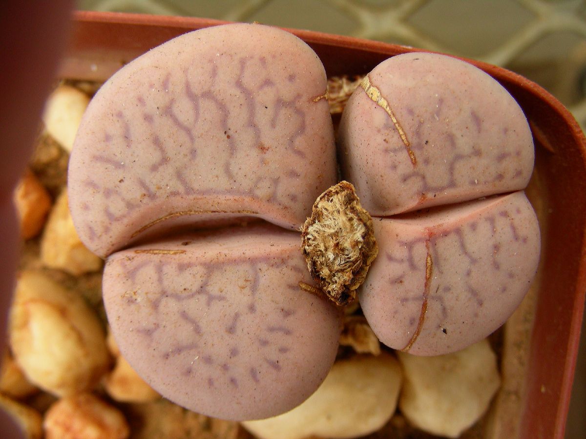Aizoaceae Dinteranthus vanzylii