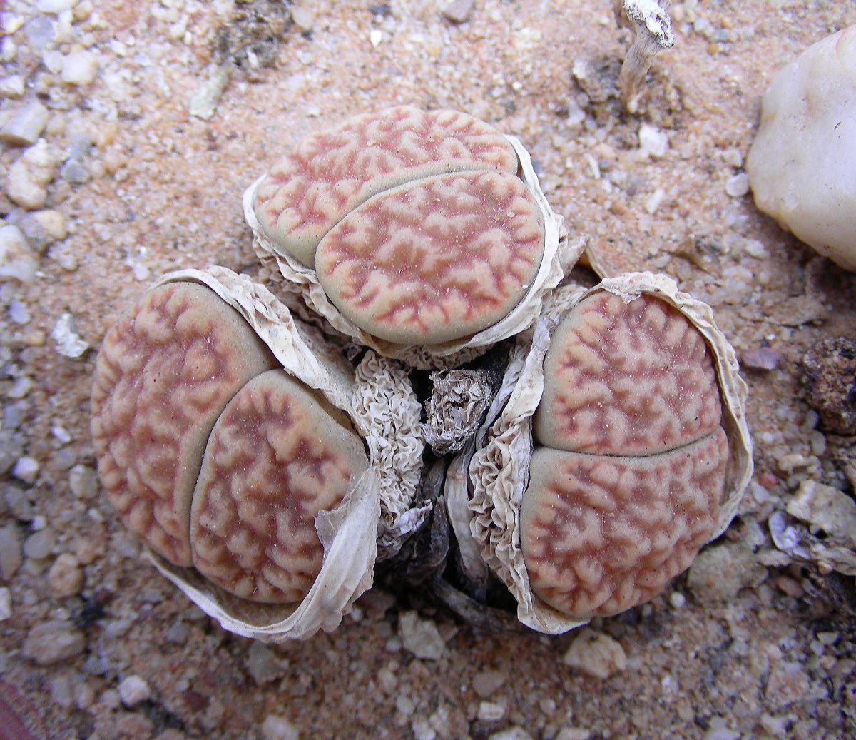Aizoaceae Lithops hookeri