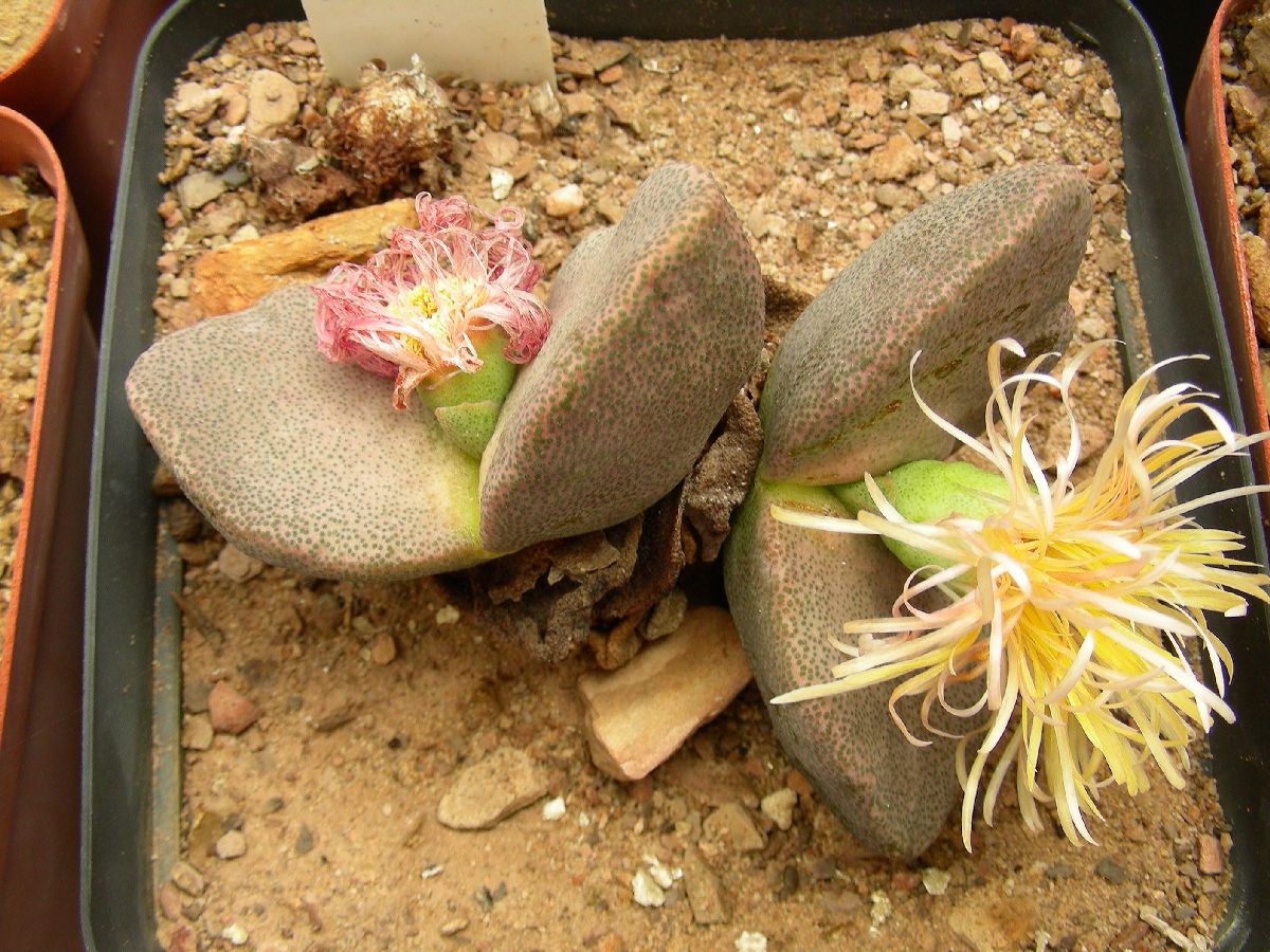 Aizoaceae Pleiospilos simulans