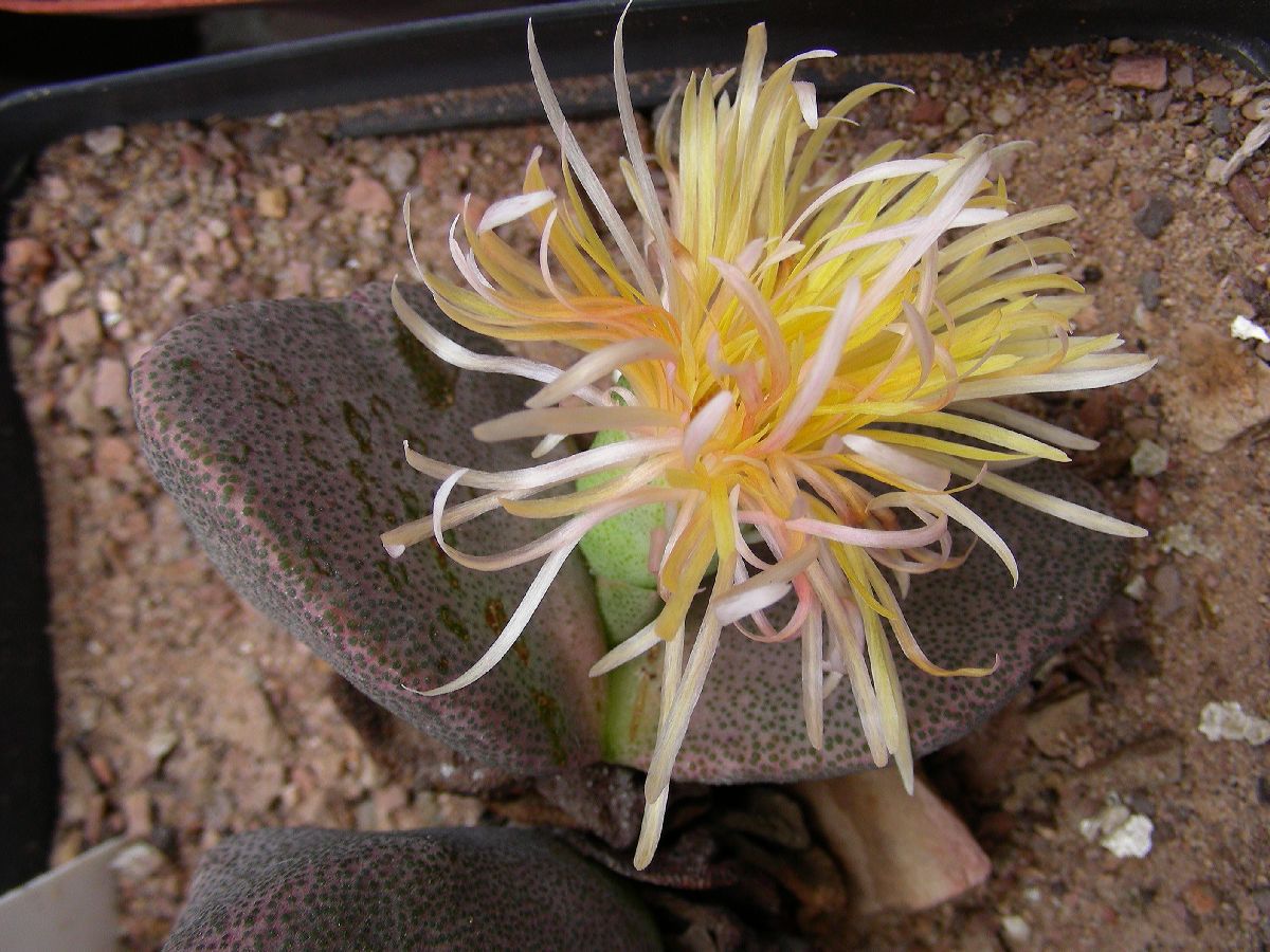 Aizoaceae Pleiospilos simulans