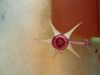 image of Huernia procumbens